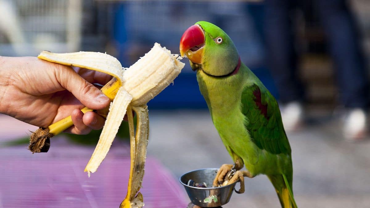 Best parrots Food- Which are Fruits Parrots Love to Eat?