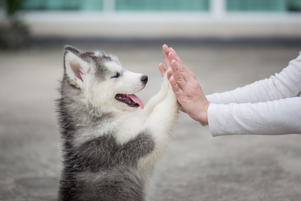 5 Everyday Ways To Show Love to Your Pet