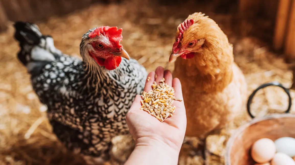 A Complete Guide to Caring for Chickens in 2022