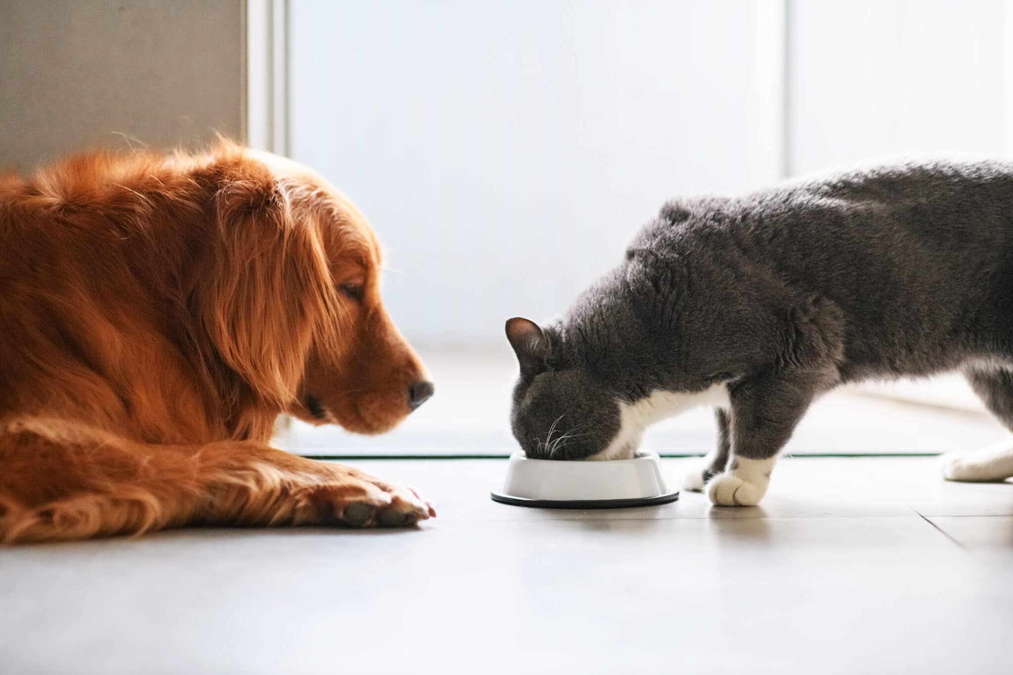 How to take care of your pets if you Adopt a cat or dog?