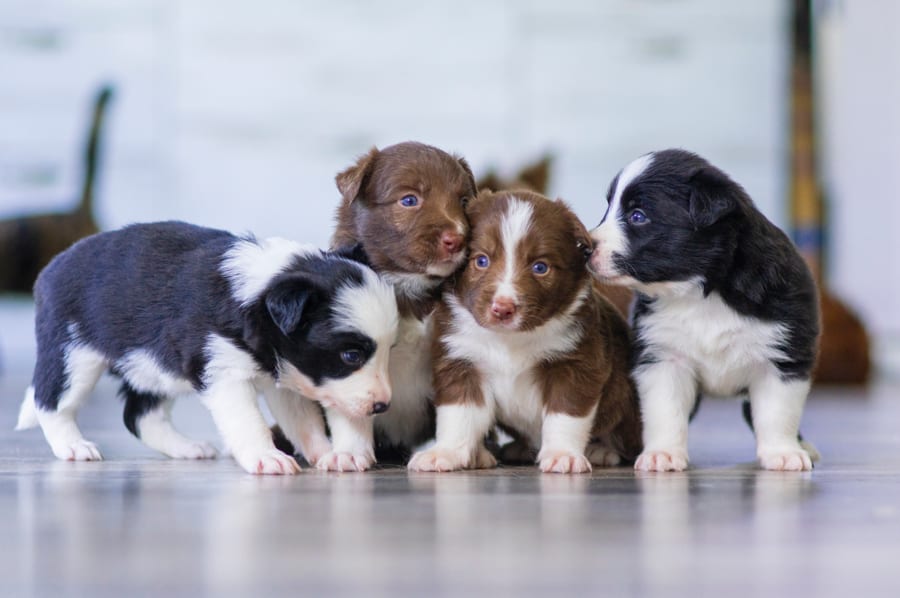 How Well Do You Trust Your Dog Breeder?