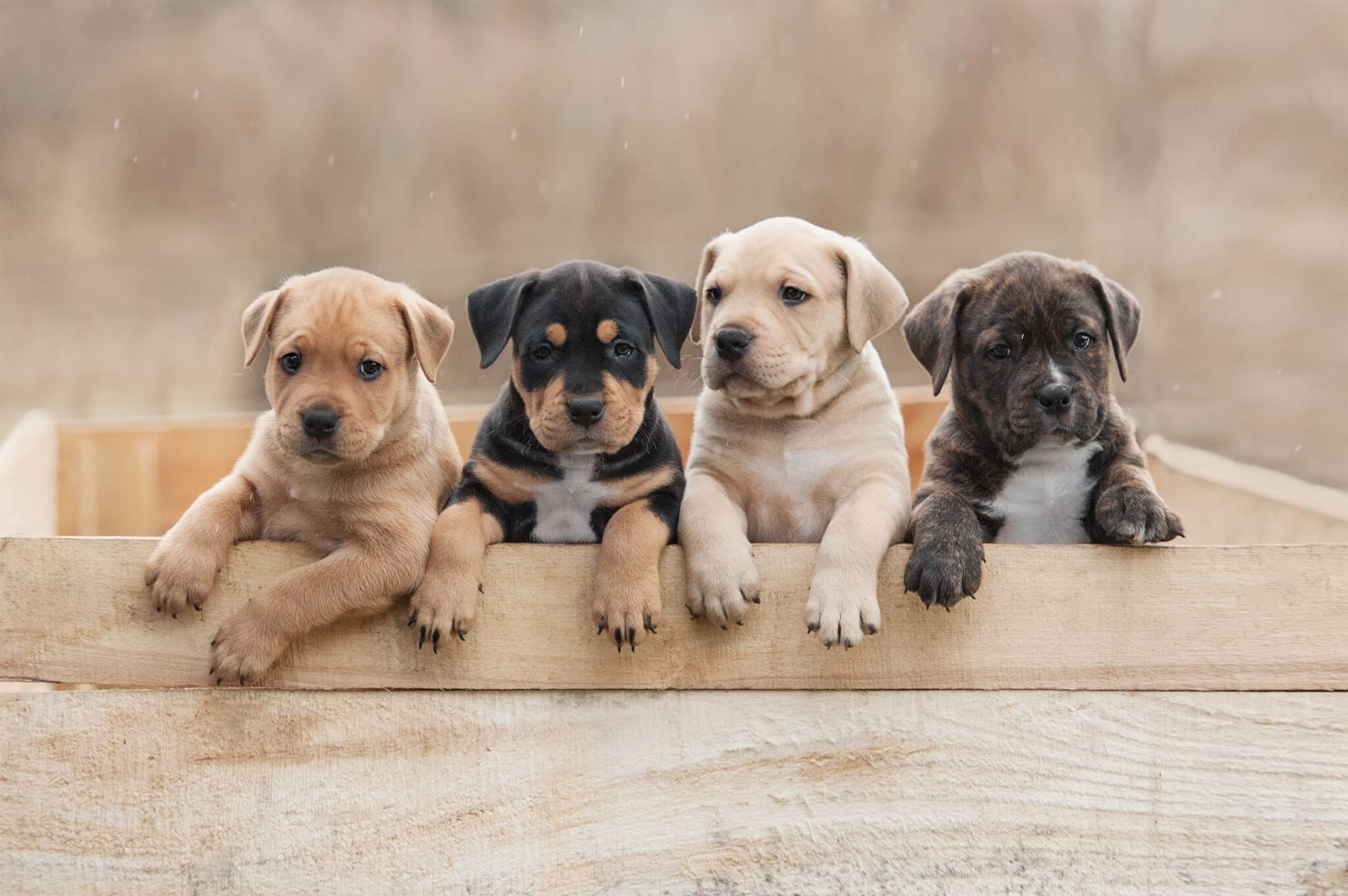 How to Find a Dog Breeder in Your Area?