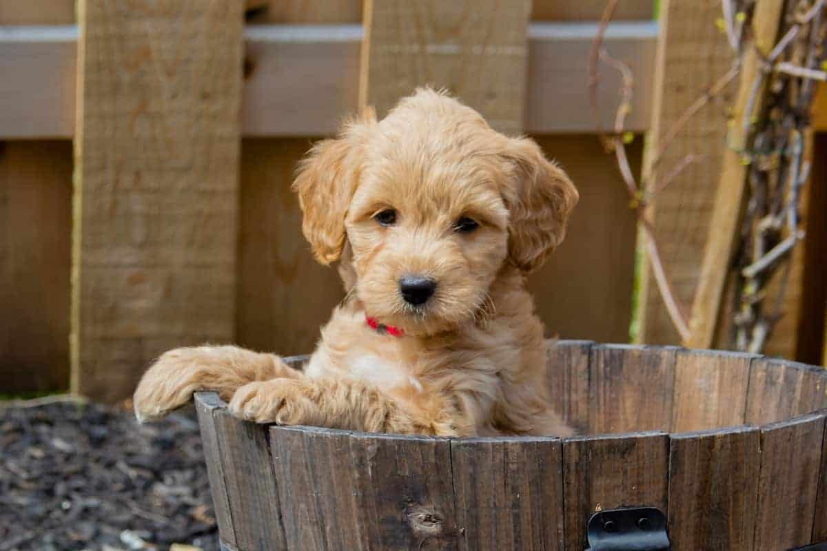 6 Best Goldendoodle Breeders to check out for in 2022