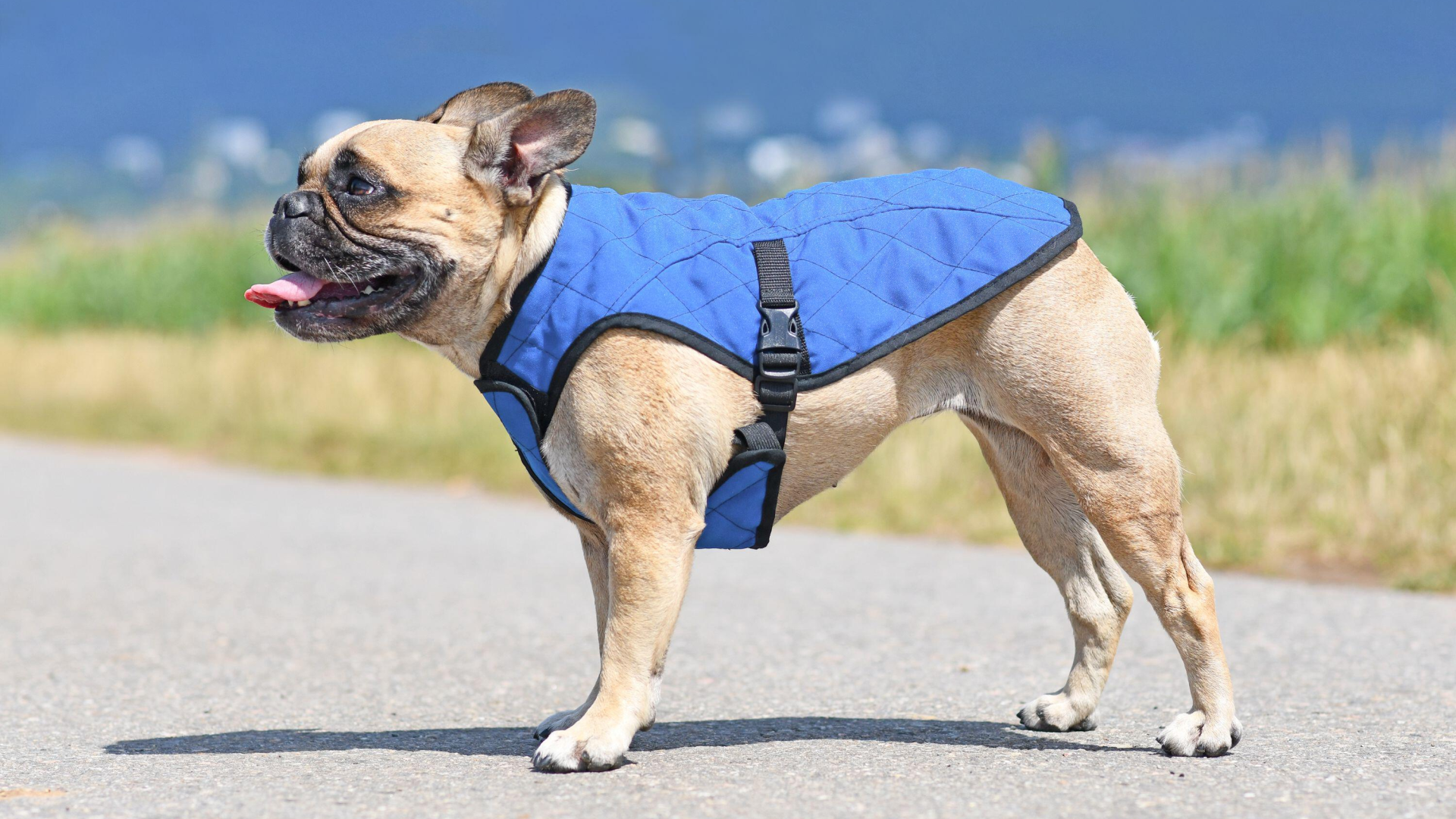 Best dog cooling vest