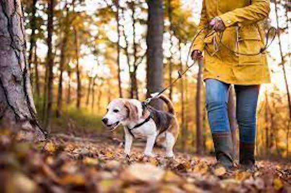 10 Ways to Give Your Pet the Best Care Possible