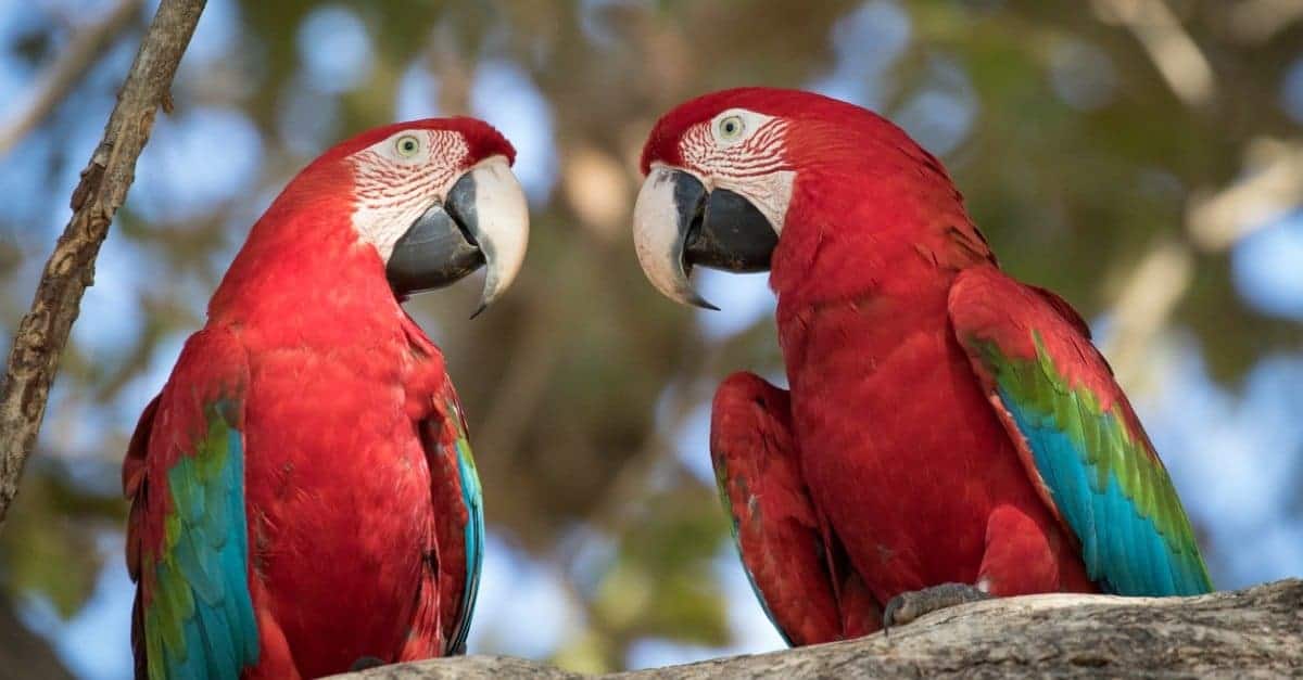 A complete review of the lifespan of parrots: How long do parrots live?