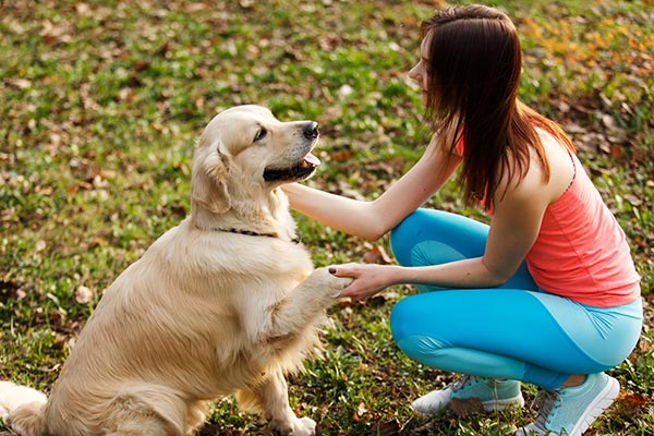 Dog Boarding and Puppy Training for your pet dogs