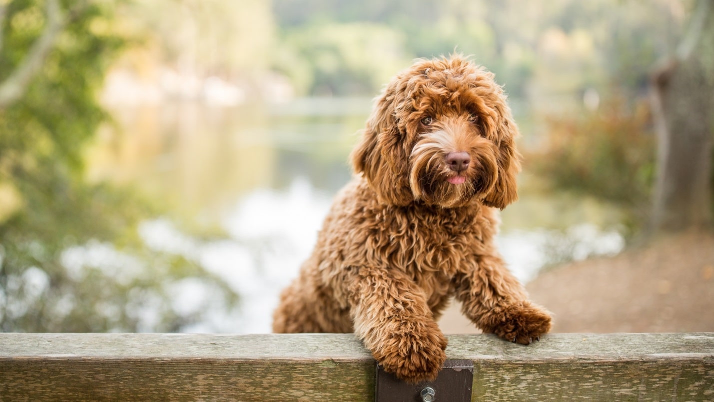 How to Take Care of Your Labradoodle Puppies?