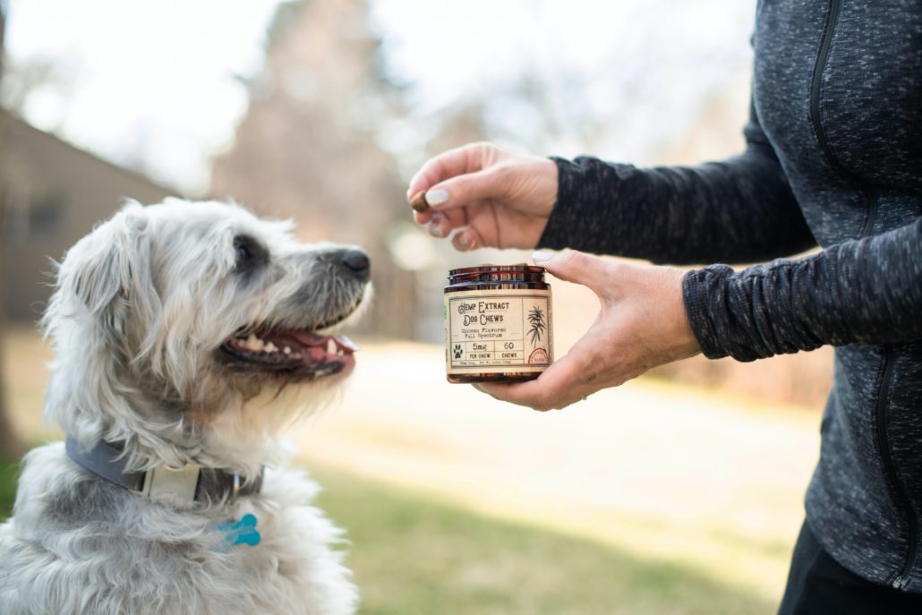 Things You Should Remember Before Giving CBD Treats to Dogs