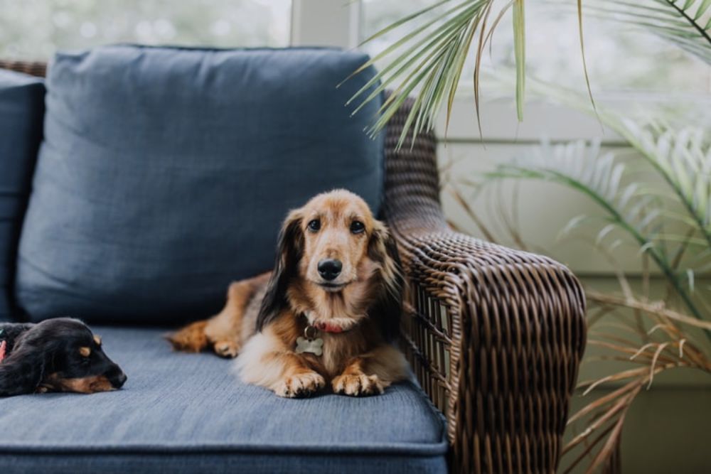 Why Do Dachshunds Need Ramps?