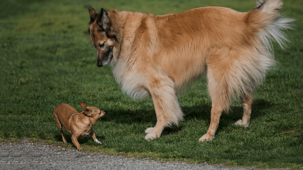 Choosing Between a Small or Big Dog: What You Need to Know
