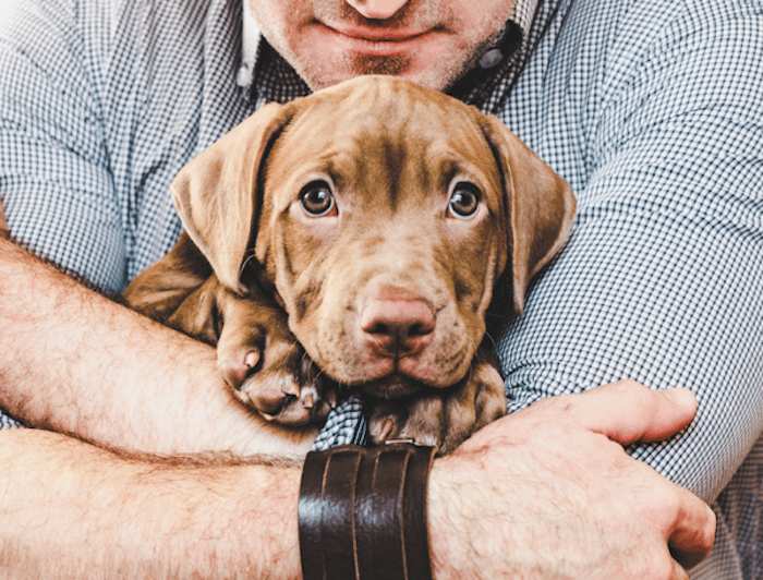 4 Things You Need to Teach Your Puppy as They Grow Older