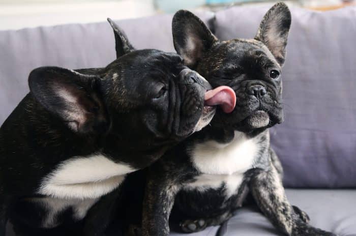 French Bulldogs Basic Tips to follow in 2023