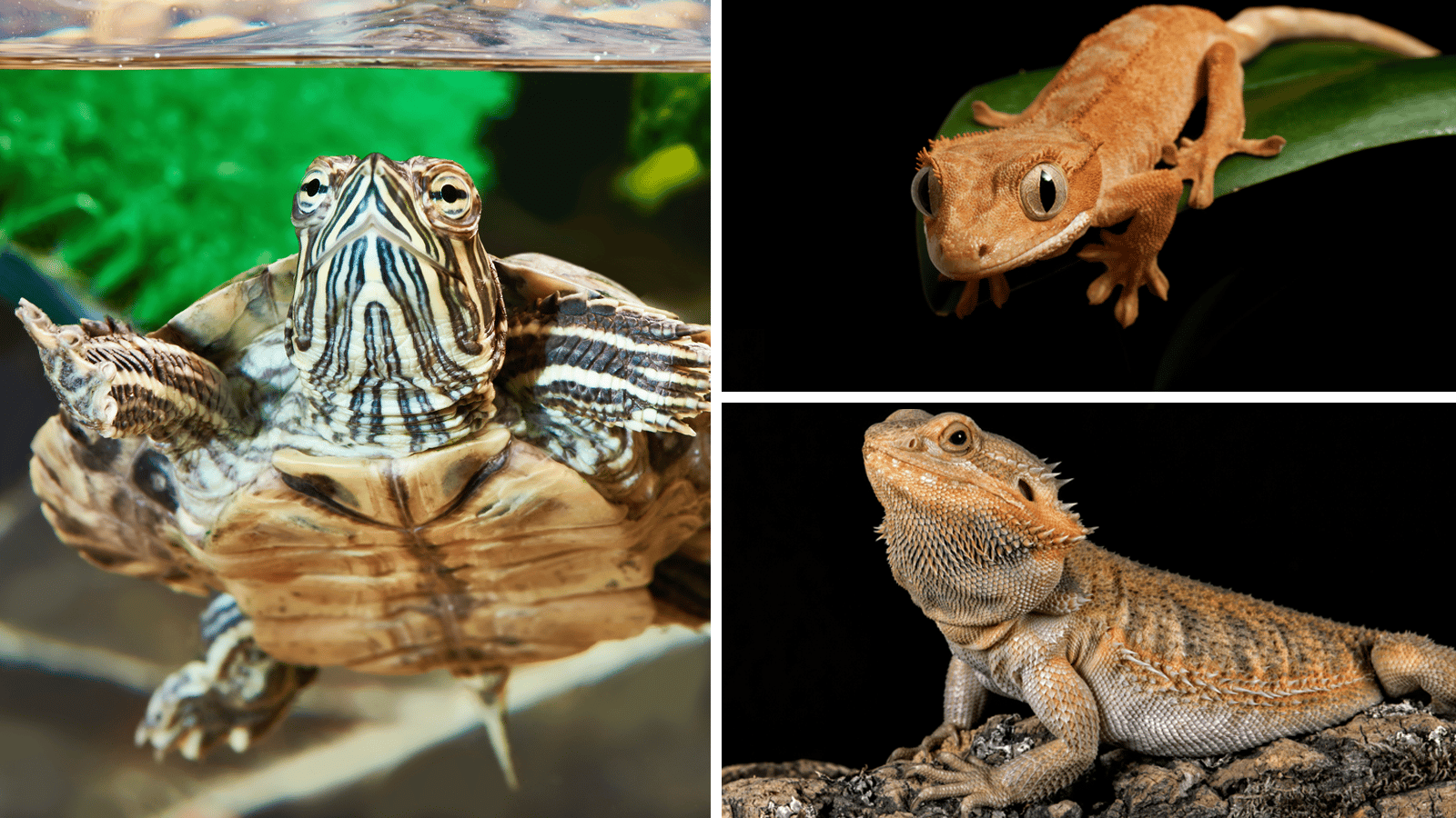 Should You Get a Reptile or Amphibian as a Pet?