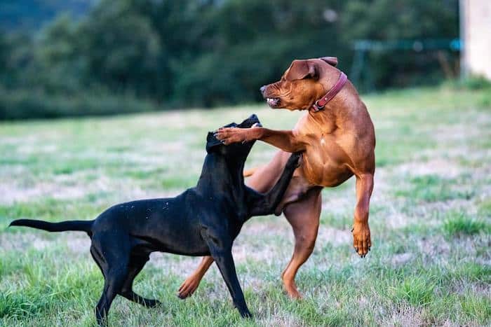 Why dogs are aggressive toward other dogs?