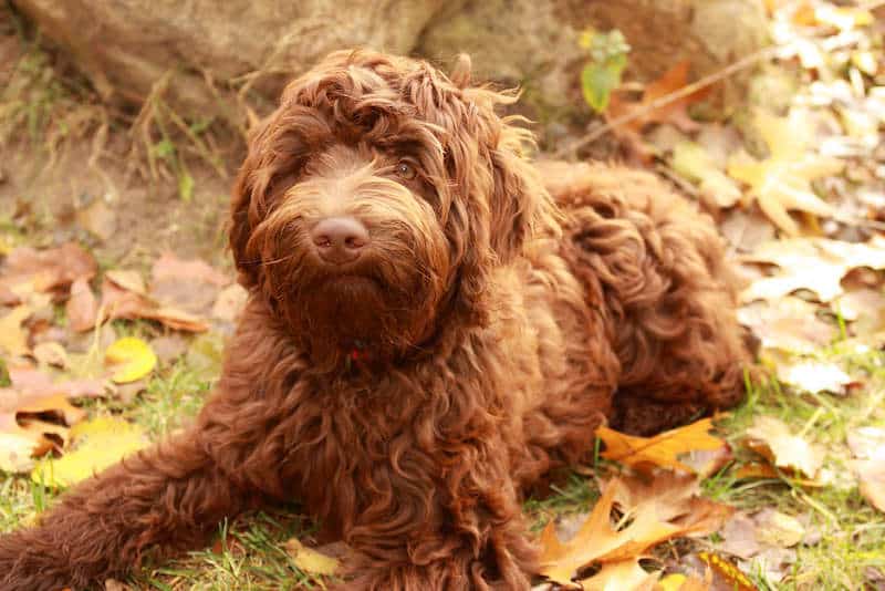 What You Need to Know Before Adopting a Labradoodle?
