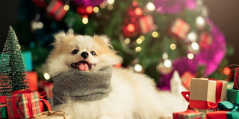 The Best Stocking Stuffers for Small Animals this Holiday Season