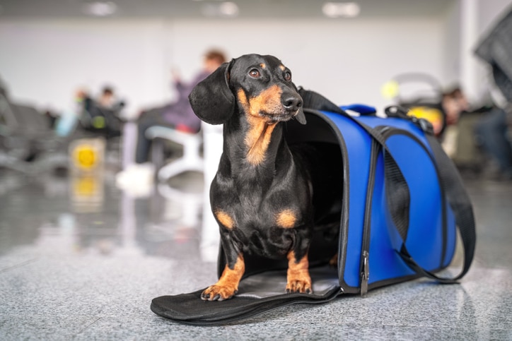 5 Things to Know When Transporting Pets Internationally
