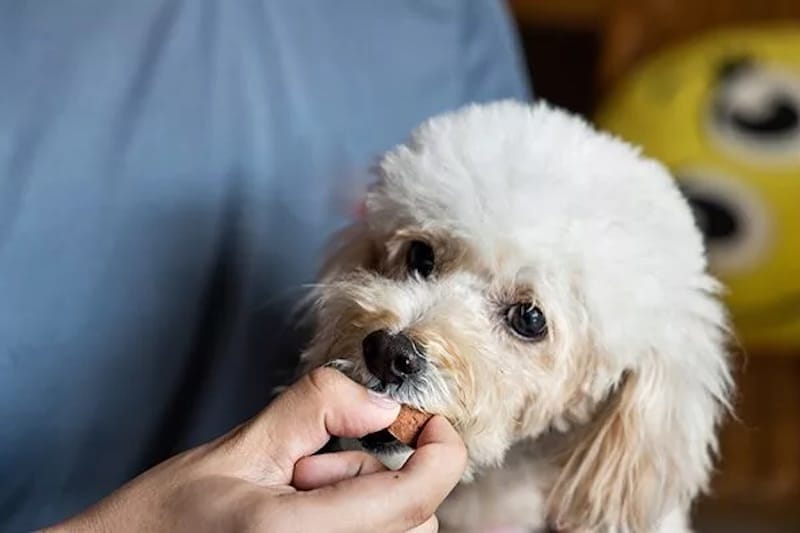 6 Practical Tips and Strategies to Keep Your Dog Safe from Heartworms