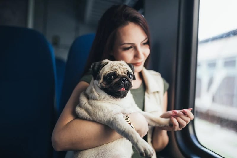 How Strict Is Alaska Airlines Pet Policy?- Is It Pet Friendly?