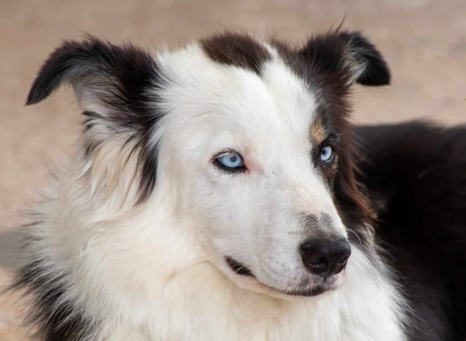 Border Collie Husky Mix: Breed Review - Discover Animal