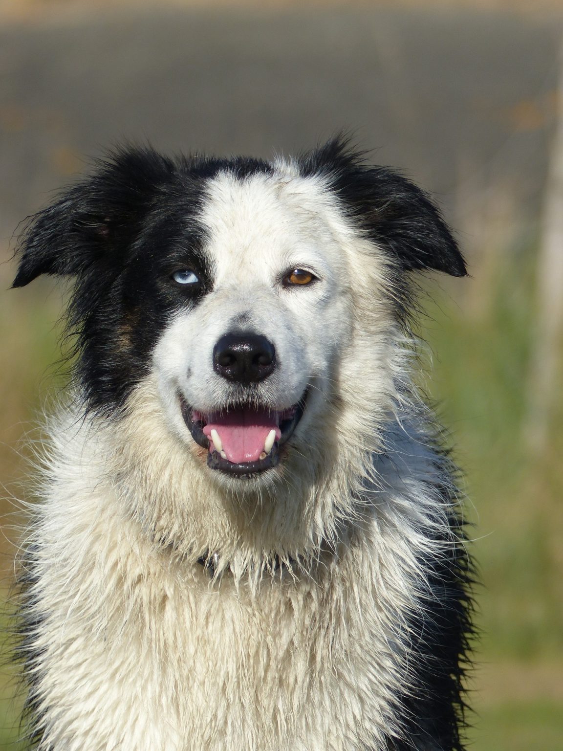 Border Collie Husky Mix: Breed Review - Discover Animal